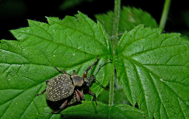 Otiorhynchus armadillo obsitus